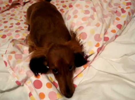 Dachshund Gets Mad About being Videotaped