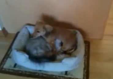 Dachshund Puppy with Kitten in Bed