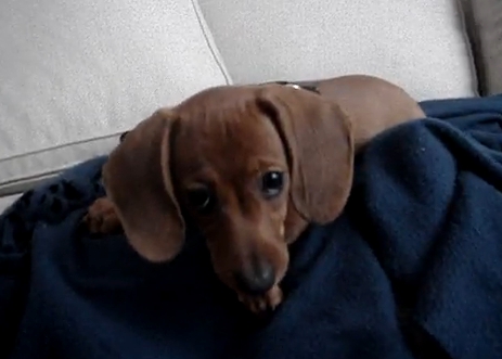 Uli the Dachshund Puppy wants to get off the couch.