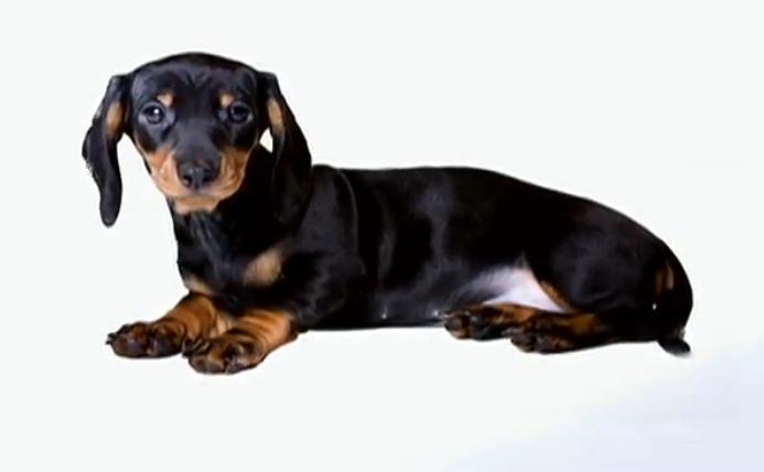 Learning about the Dachshund Breed