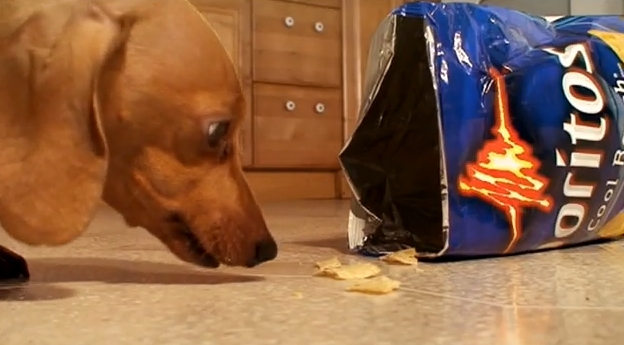 Dachshund cleans up Doritos in "Crunchtime"