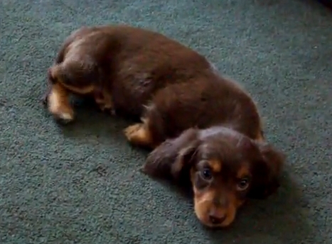 Hershey the Miniature Dachshund Puppy