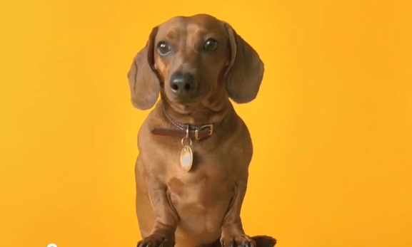 Pedigree Dog Food Dachshund commercial