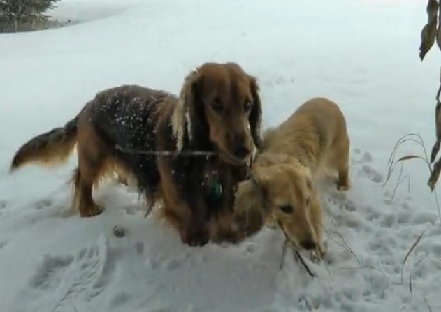 Two Dachshunds in the Snow