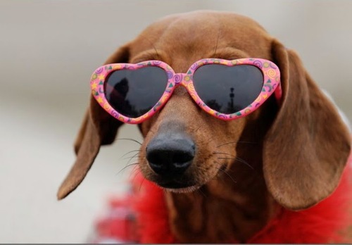 Resultado de imagen para dachshunds with sun glasses