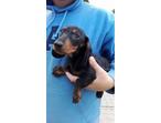 Beautiful miniature dachshund puppies 