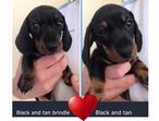 Pra Hiereditory Clear, Kc Reg Beautiful Mini Dachshund Puppies