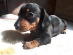 miniature smooth coat dachshund 