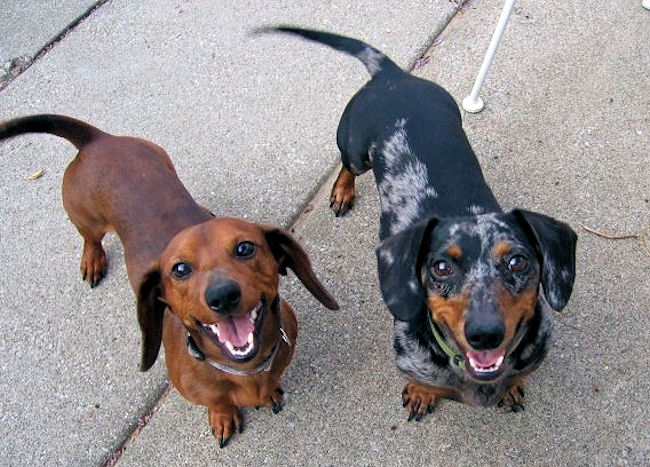 Resultado de imagen para dachshunds playing