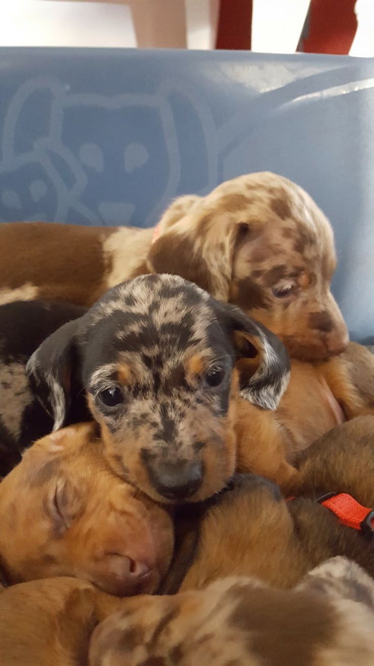 Yellow Hair Tips And Long Haired Dachshund Rescue