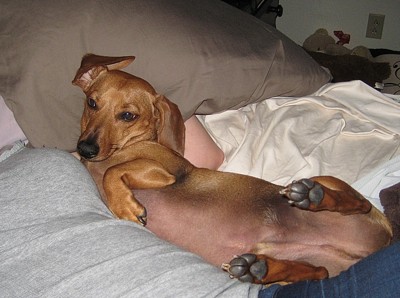 Lester (Dachshund)