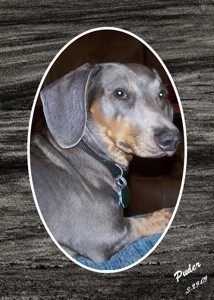 Puder (Dachshund)