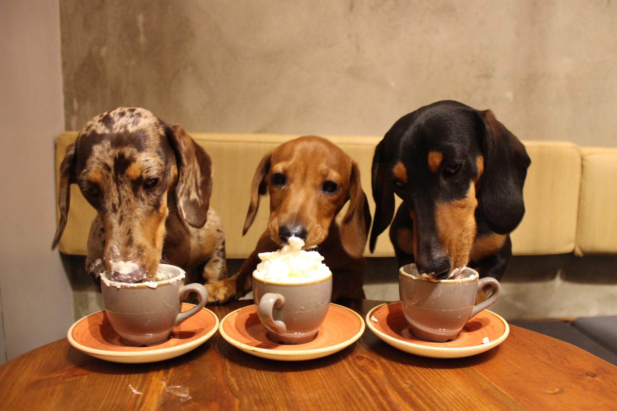 Credit: Facebook/Dachshund Cafe