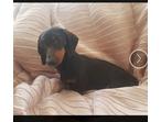 2 Midi Dachshund Girls 12 mths