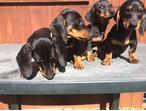 Dachshunds puppies