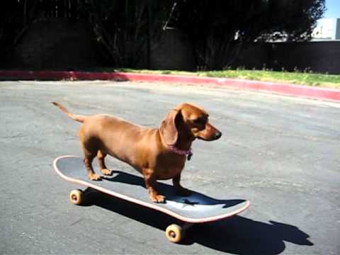 Resultado de imagen para dachshunds skating