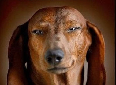 Resultado de imagen para dachshunds funny face