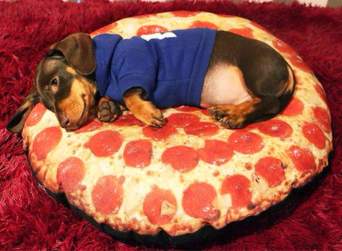 Resultado de imagen para dachshunds and pizza