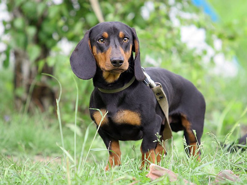 Standard Dachshund