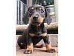 Miniature Dachshund For Sale 