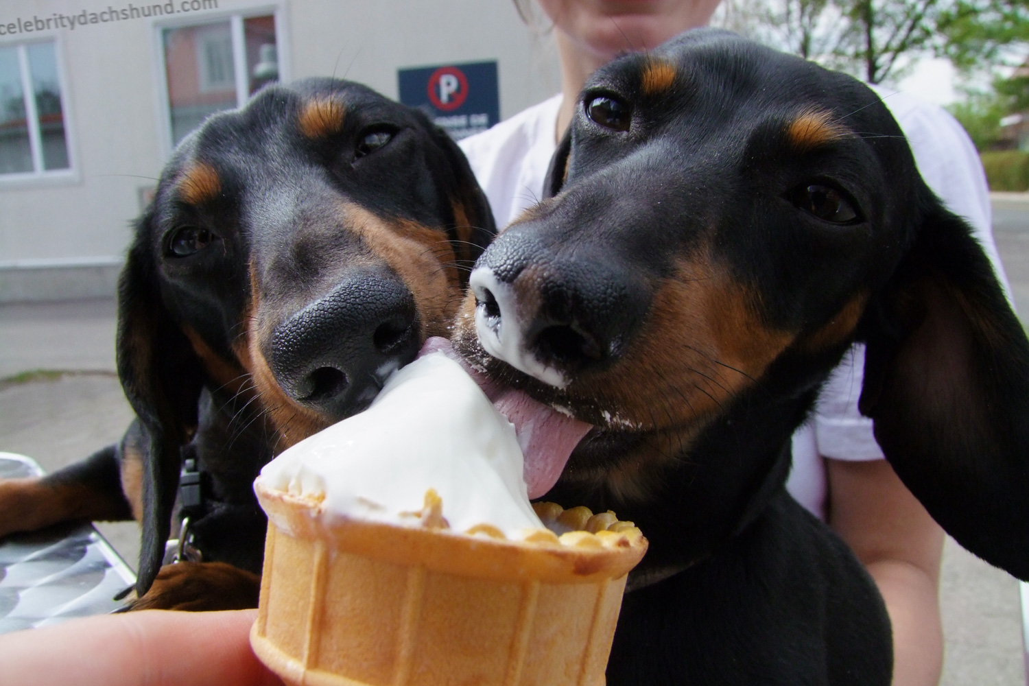 Resultado de imagen para dachshunds and ice cream