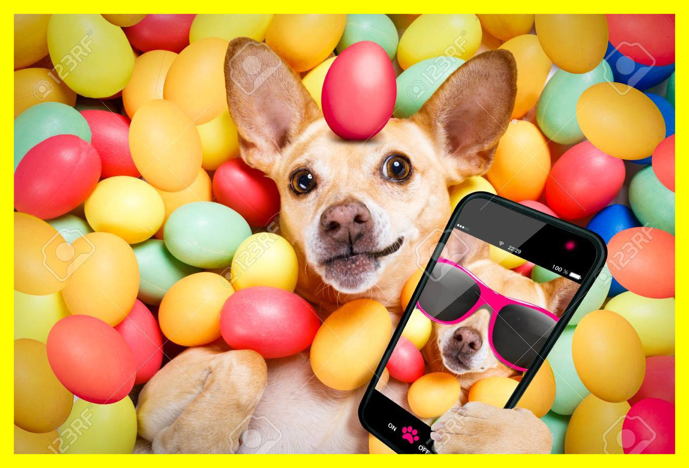 The best happy easter dog lying in bed full of funny colourful eggs stock pics inspiration and verses style