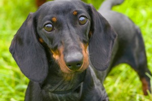 Dachshund looking at you.